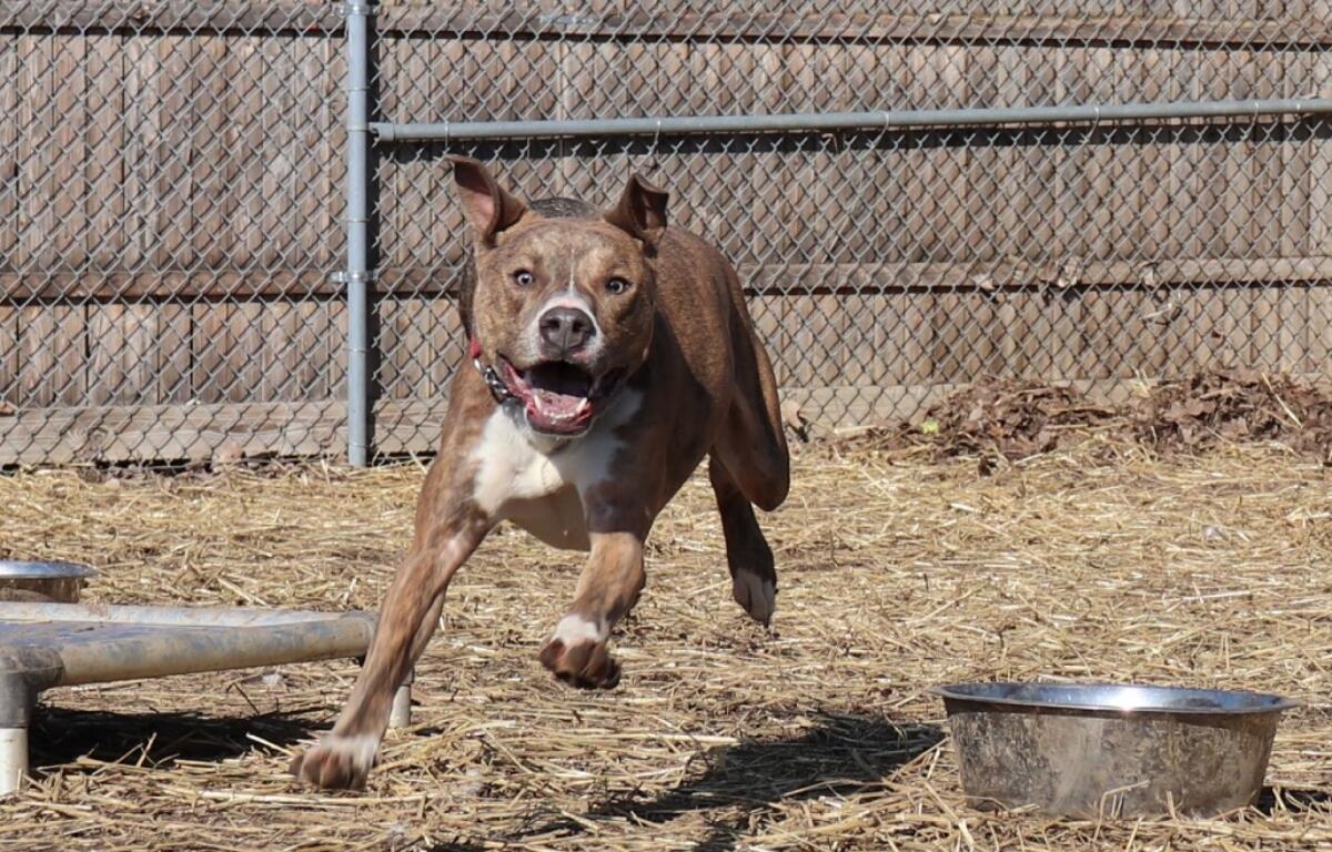 Stewart -- Animal Protective League Dog of the Week