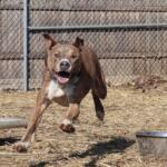 Stewart -- Animal Protective League Dog of the Week