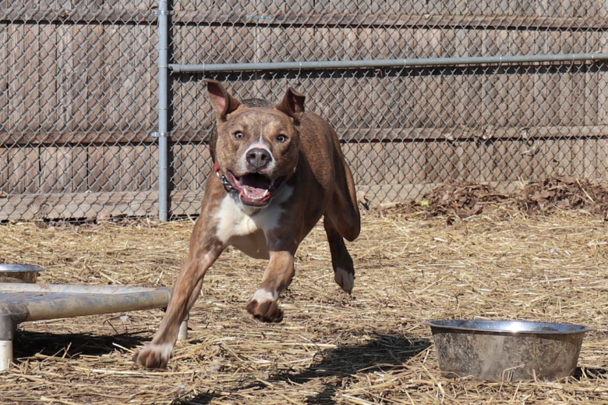 Stewart -- Animal Protective League Dog of the Week