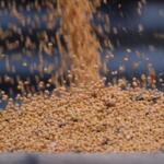 Soybeans from last year's harvest are loaded into a truck at Doug Bartek's farm near Wahoo, Neb., on Monday, April 6, 2026. (AP Photo/Charlie Riedel)