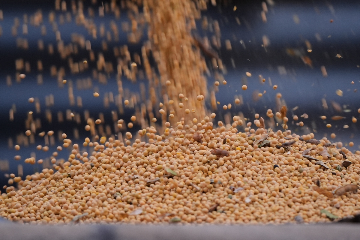 Soybeans from last year's harvest are loaded into a truck at Doug Bartek's farm near Wahoo, Neb., on Monday, April 6, 2026. (AP Photo/Charlie Riedel)