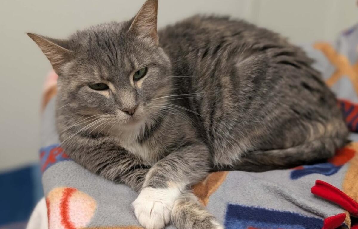 Rain -- Meow Mobile Cat of the Week