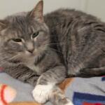 Rain -- Meow Mobile Cat of the Week