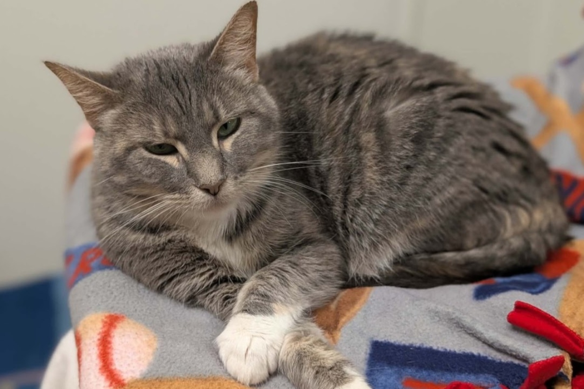 Rain -- Meow Mobile Cat of the Week