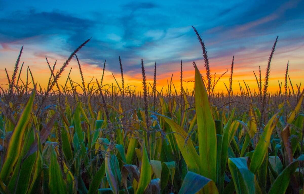 The sun sets over a field of corn in Douglas County. (Capitol News Illinois photo by Jerry Nowicki)