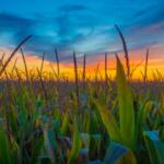 The sun sets over a field of corn in Douglas County. (Capitol News Illinois photo by Jerry Nowicki)