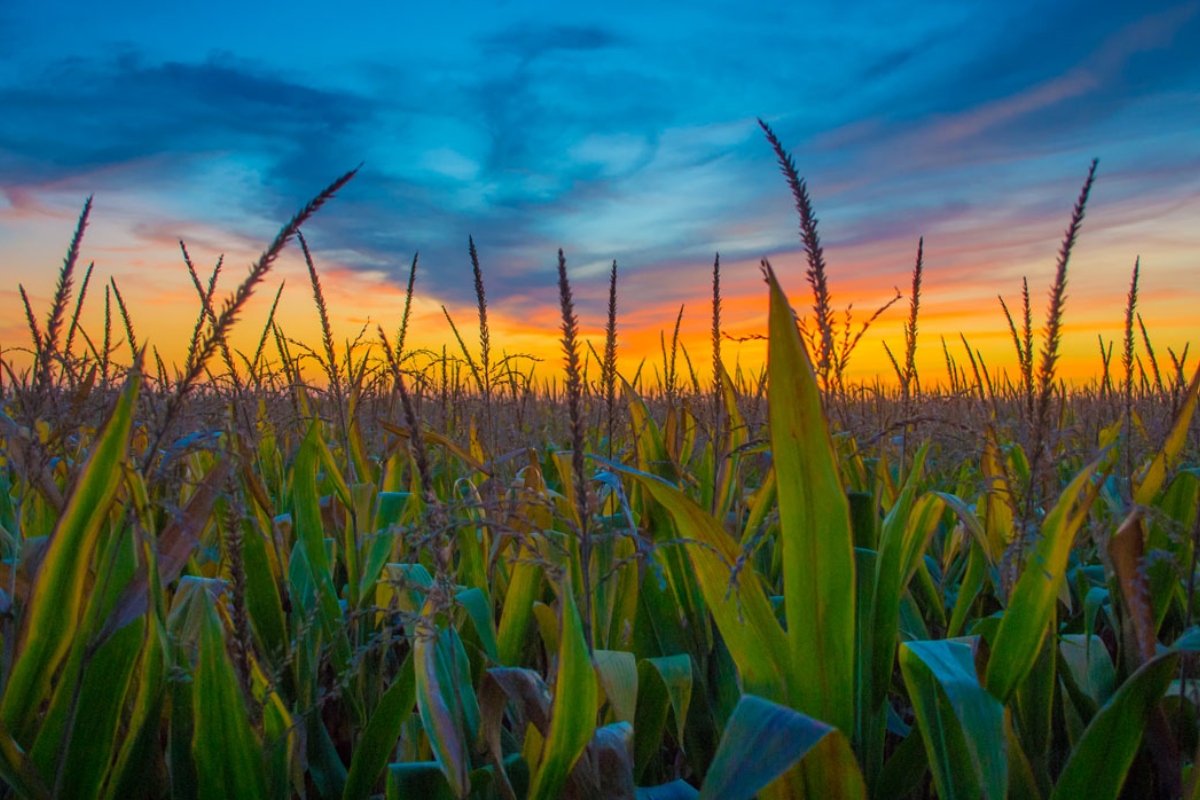 The sun sets over a field of corn in Douglas County. (Capitol News Illinois photo by Jerry Nowicki)