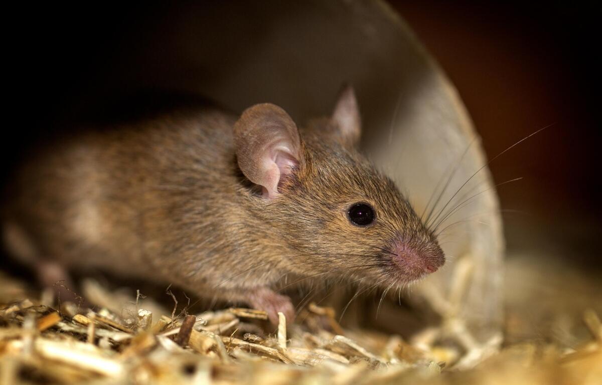 Brown mouse peeks out from a cardboard tunnel in a bed of wood shavings.