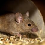 Brown mouse peeks out from a cardboard tunnel in a bed of wood shavings.