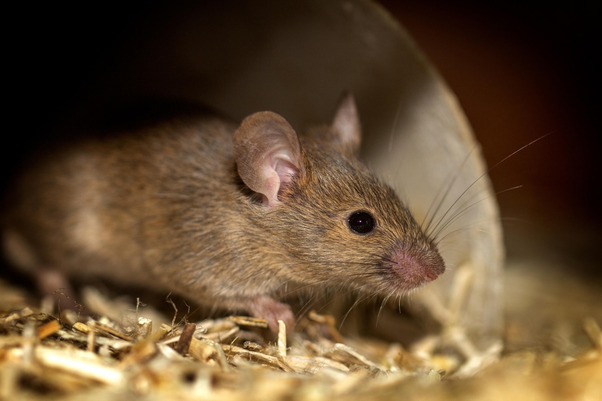 Brown mouse peeks out from a cardboard tunnel in a bed of wood shavings.