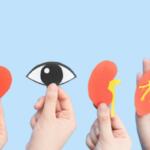Hands hold cutouts of a heart, an eye, a kidney, and lungs against a blue background, conveying health awareness.