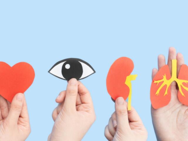 Hands hold cutouts of a heart, an eye, a kidney, and lungs against a blue background, conveying health awareness.