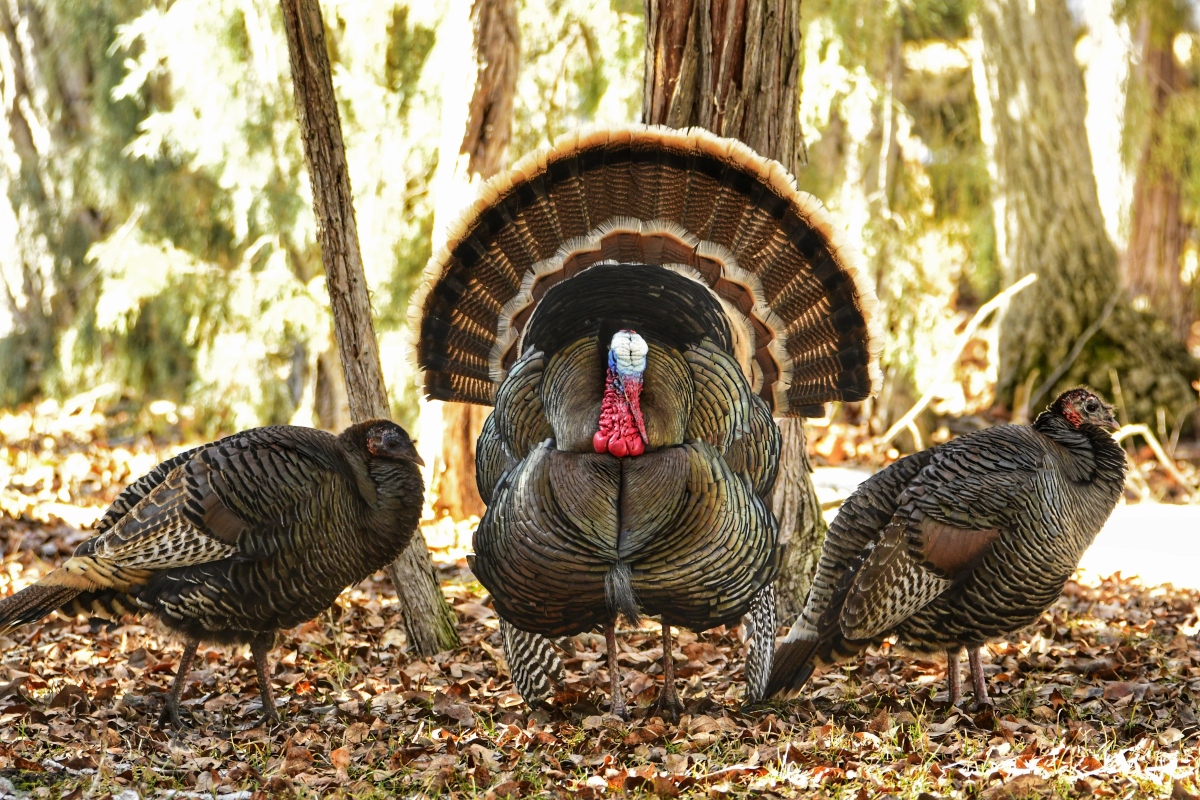 Turkeys