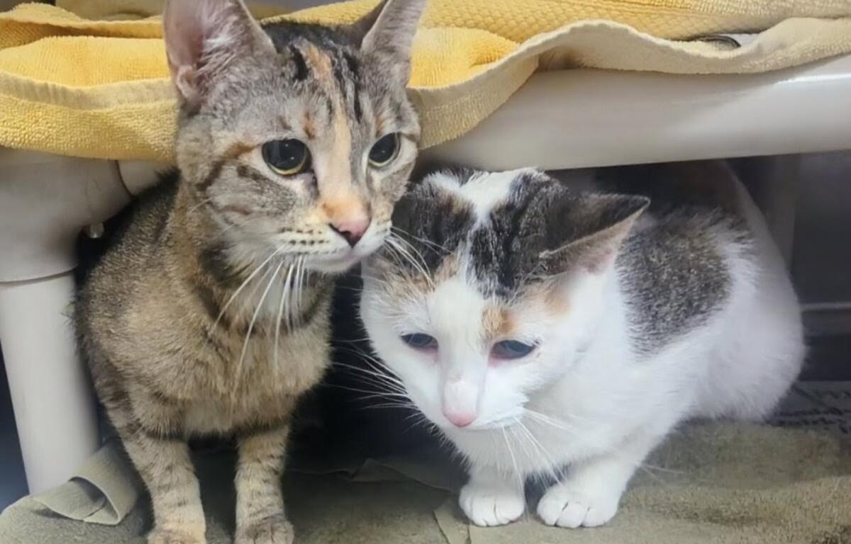 Kelli and Kerri - Meow Mobile Cats of the Week