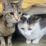 Kelli and Kerri - Meow Mobile Cats of the Week