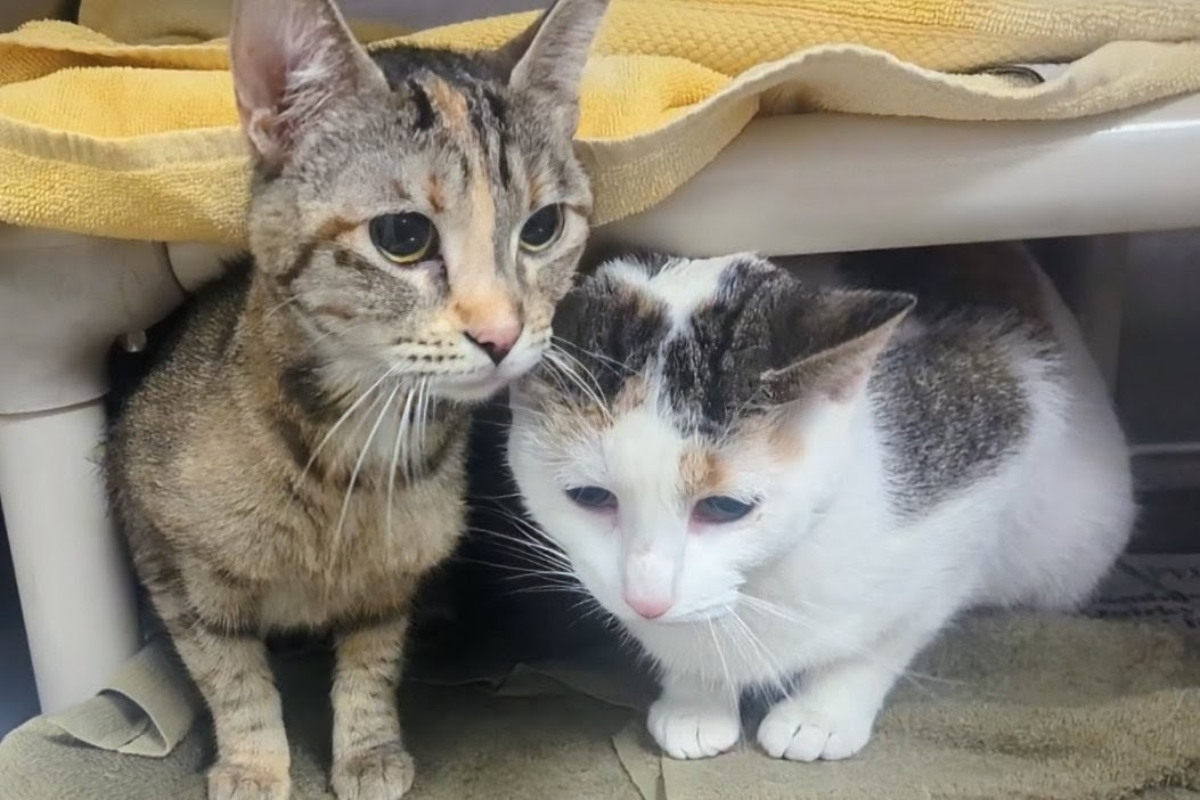Kelli and Kerri - Meow Mobile Cats of the Week