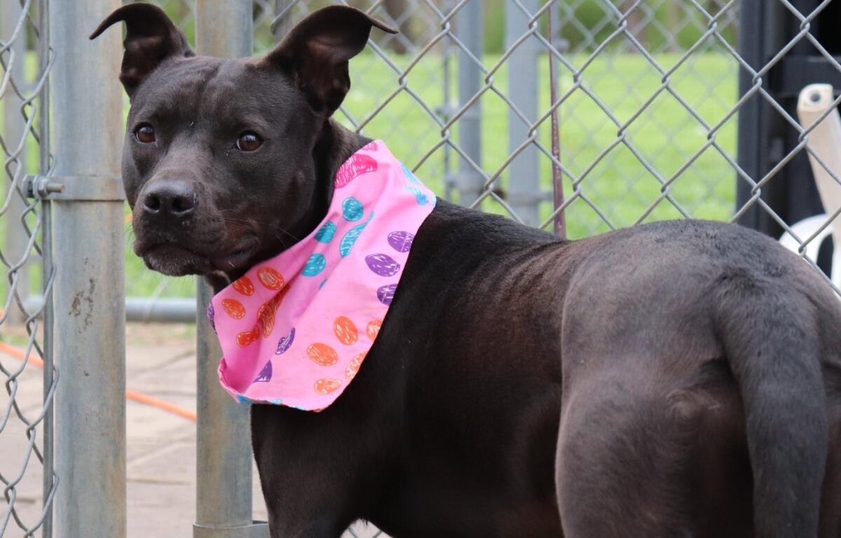 Black dog wearing a pink bandana with colorful patterns standing near a chain-link fence in a yard.
