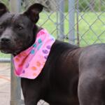 Black dog wearing a pink bandana with colorful patterns standing near a chain-link fence in a yard.