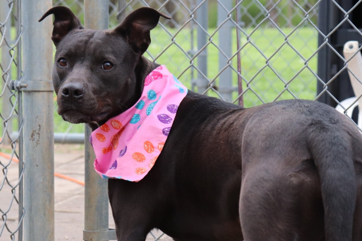 Black dog wearing a pink bandana with colorful patterns standing near a chain-link fence in a yard.