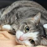 Gray tabby cat lying on an orange towel next to a white ceramic bowl, gazing at the camera with green eyes.