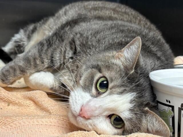 Gray tabby cat lying on an orange towel next to a white ceramic bowl, gazing at the camera with green eyes.