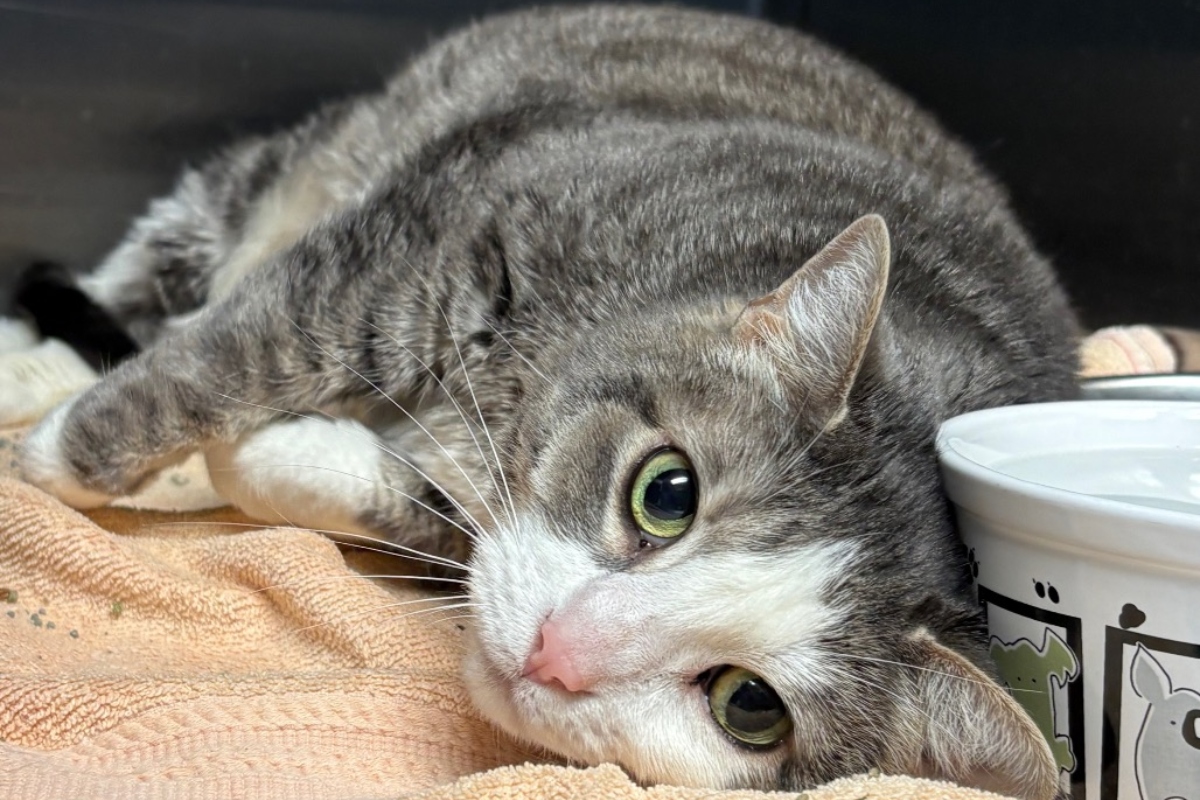 Gray tabby cat lying on an orange towel next to a white ceramic bowl, gazing at the camera with green eyes.