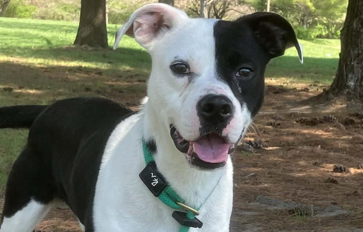 Glitch -- Friends of Sangamon County Animal Control Dog of the Week