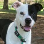 Glitch -- Friends of Sangamon County Animal Control Dog of the Week
