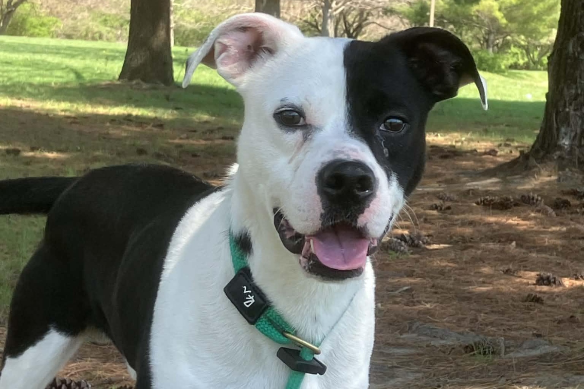 Glitch -- Friends of Sangamon County Animal Control Dog of the Week