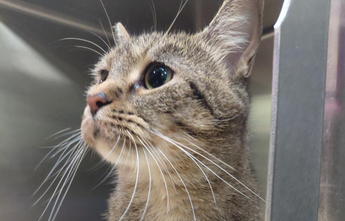 Sadie -- APL Cat of the Week