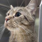 Sadie -- APL Cat of the Week