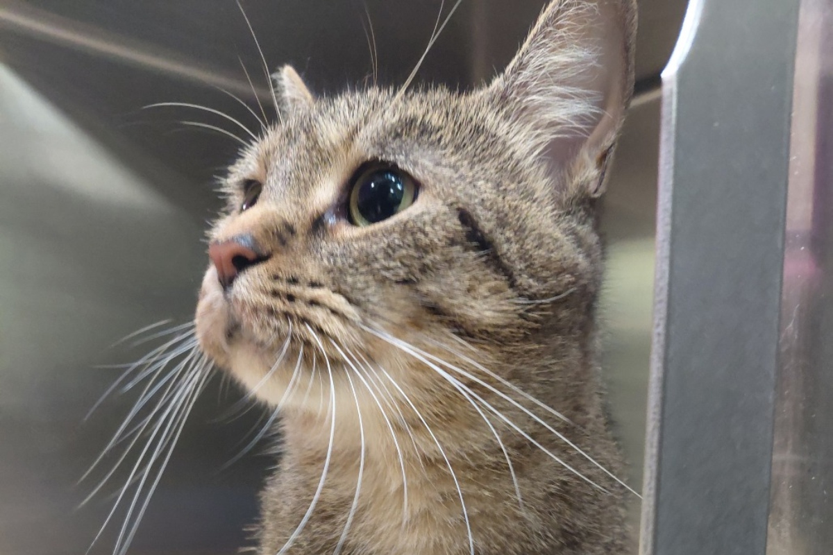 Sadie -- APL Cat of the Week