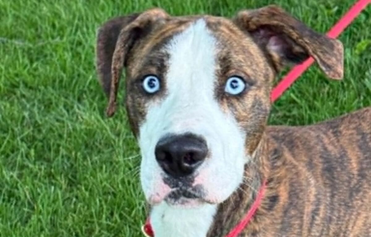 Astro -- Friends of Sangamon County Animal Control Dog of the Week