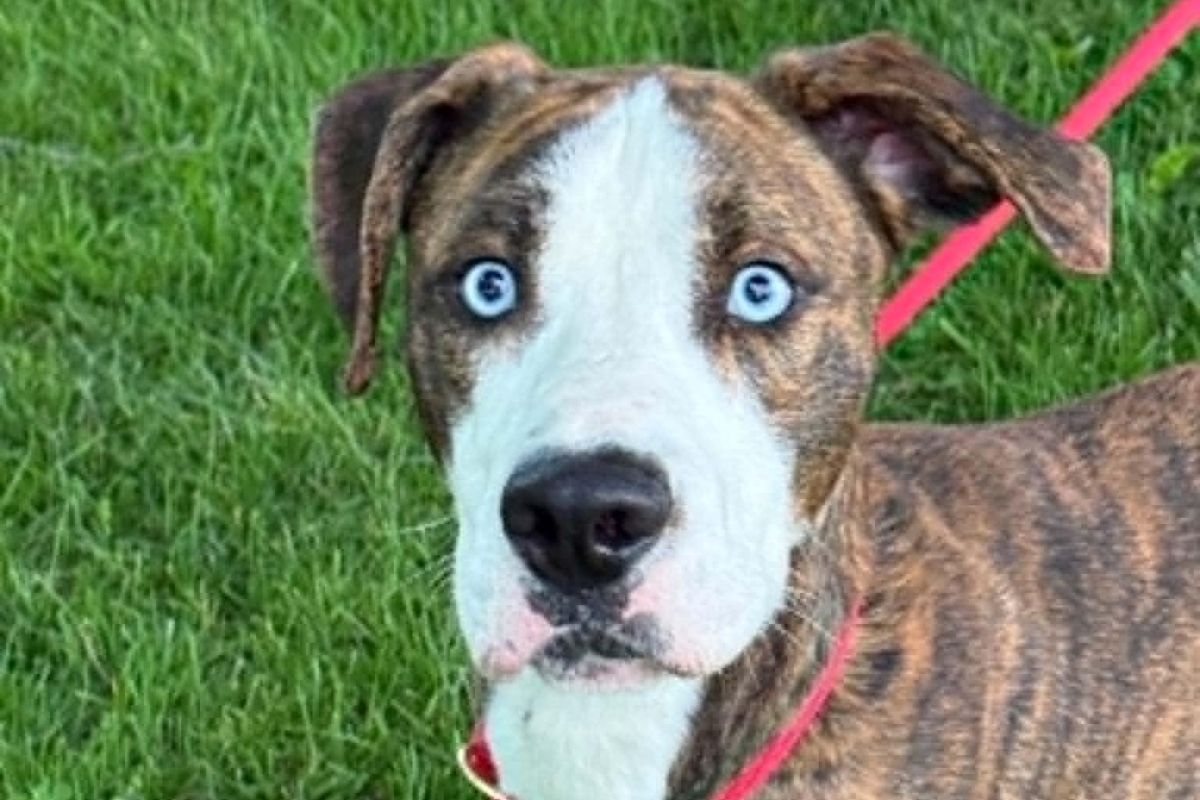 Astro -- Friends of Sangamon County Animal Control Dog of the Week