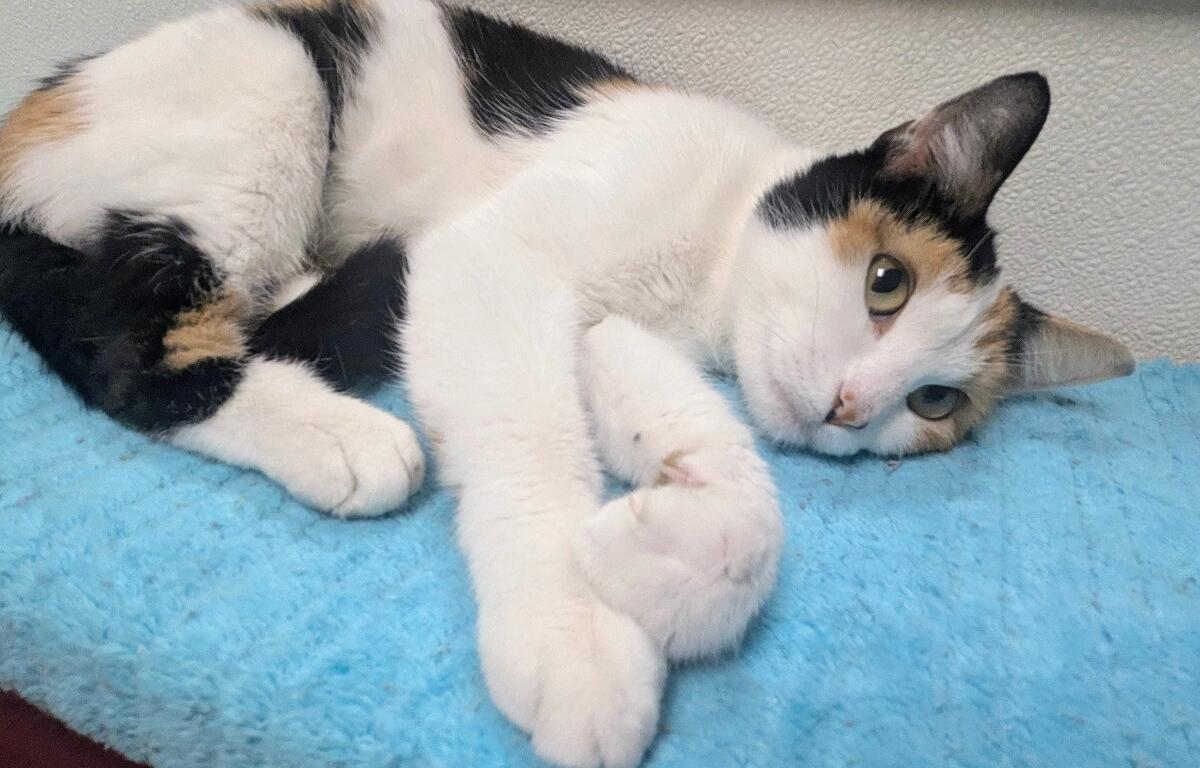 Teresa -- Meow Mobile Cat of the Week