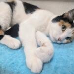 Teresa -- Meow Mobile Cat of the Week
