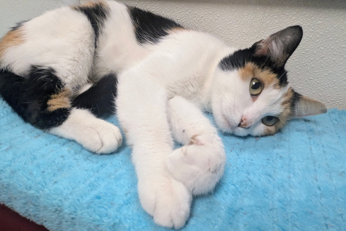 Teresa -- Meow Mobile Cat of the Week