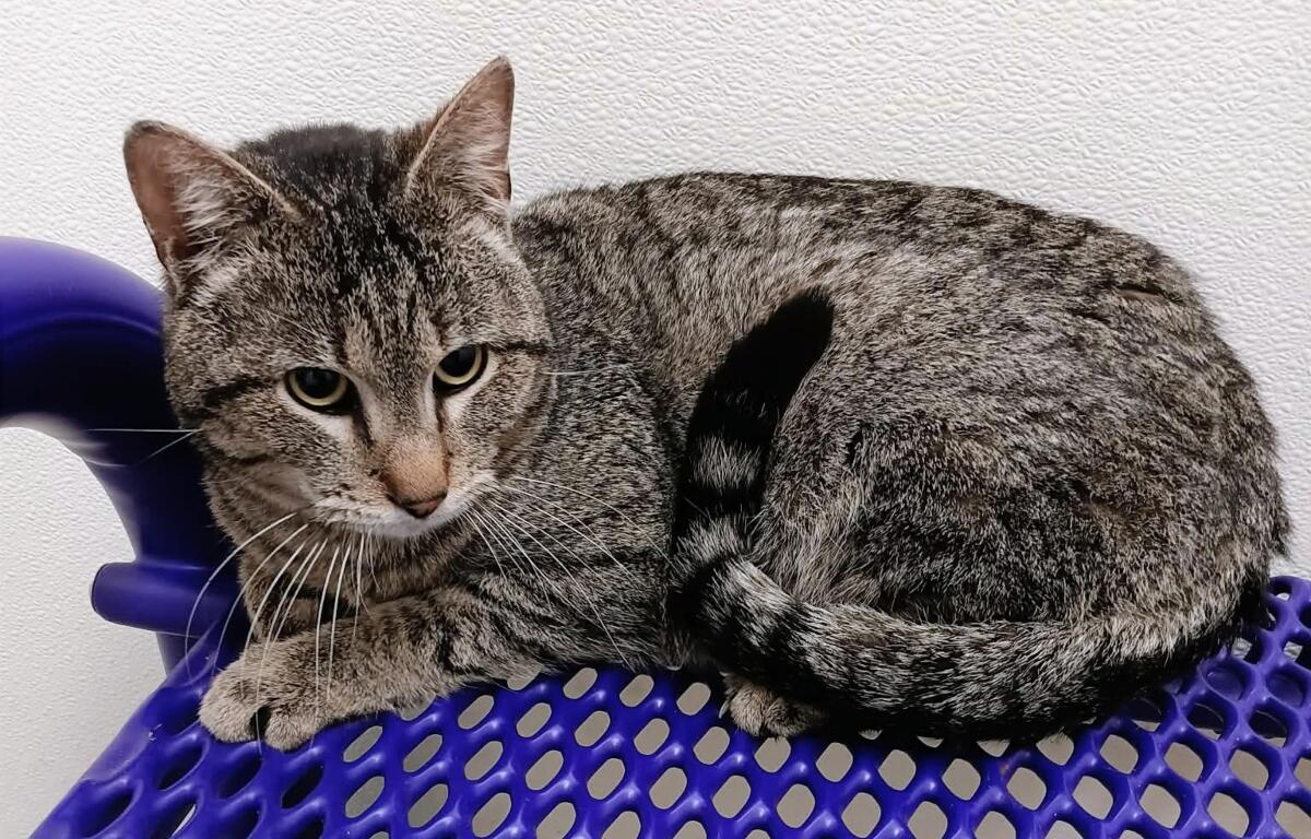 Gray tabby cat with green eyes lounging on a purple perforated basket against a white textured wall.
