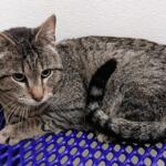 Gray tabby cat with green eyes lounging on a purple perforated basket against a white textured wall.