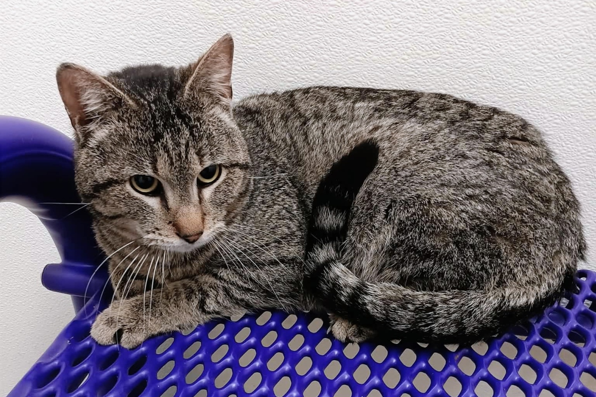 Gray tabby cat with green eyes lounging on a purple perforated basket against a white textured wall.