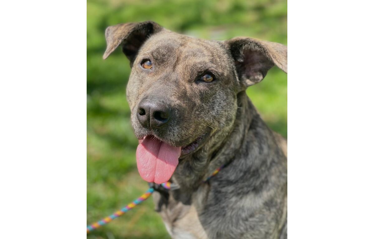 Streak -- Friends of Sangamon County Animal Control Dog of the Week