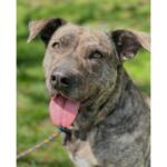 Streak -- Friends of Sangamon County Animal Control Dog of the Week