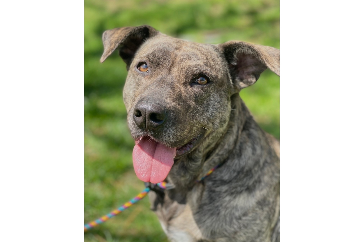 Streak -- Friends of Sangamon County Animal Control Dog of the Week