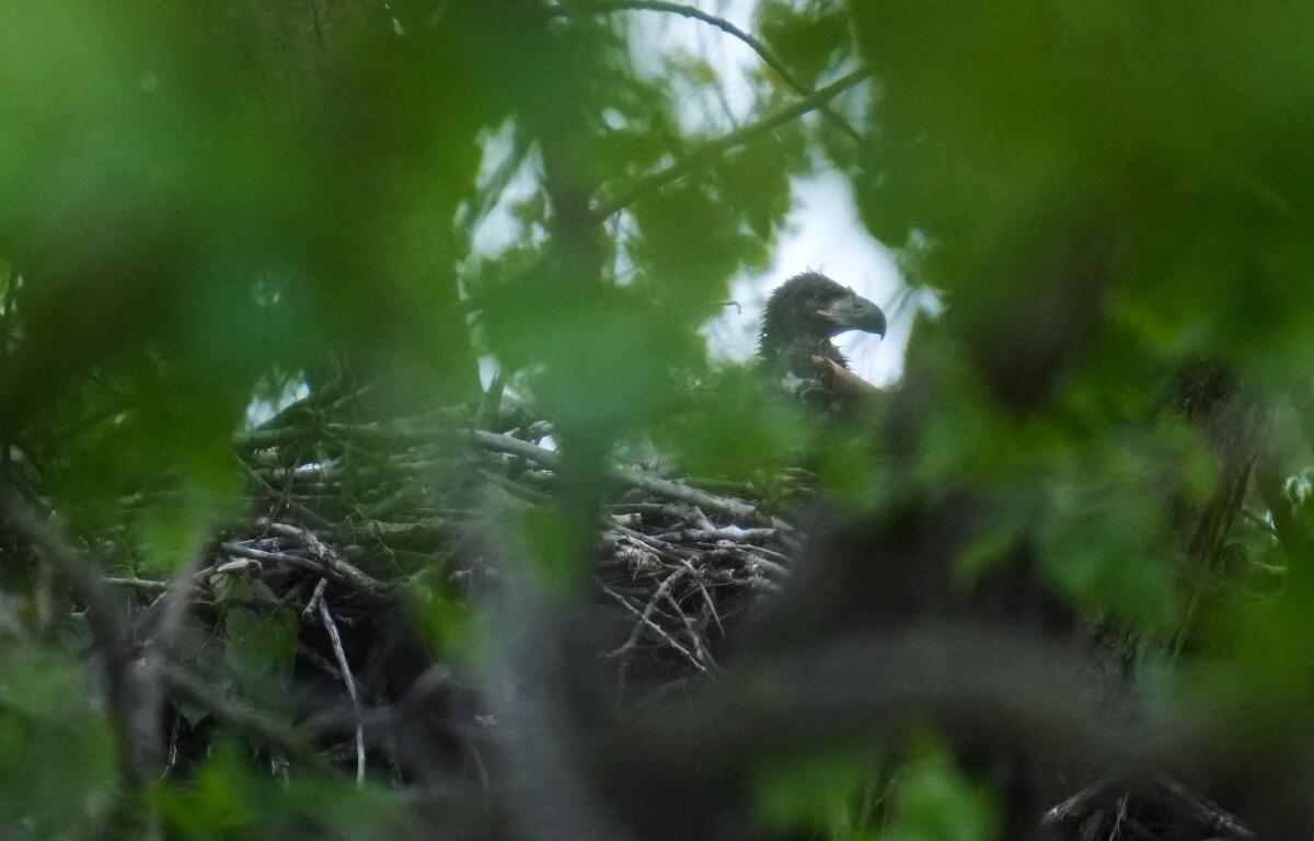 A bald eaglet raises its head from a nest in Park No. 597 on the south side of Chicago, Tuesday, May 12, 2026. (AP Photo/Erin Hooley)