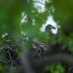 A bald eaglet raises its head from a nest in Park No. 597 on the south side of Chicago, Tuesday, May 12, 2026. (AP Photo/Erin Hooley)