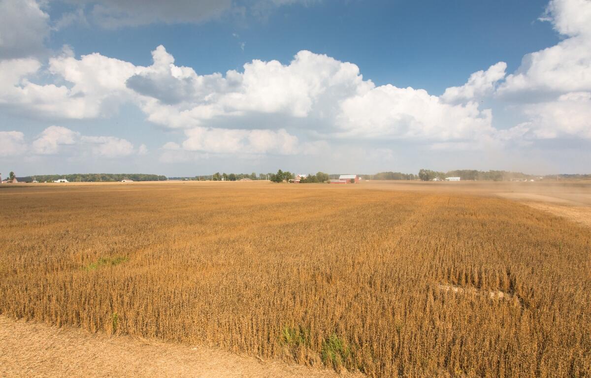 Golden hues sweep across the farm as the food-grade soybeans reach maturity. (Photo courtesy United Soybean Board)