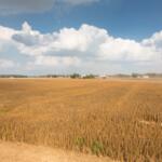 Golden hues sweep across the farm as the food-grade soybeans reach maturity. (Photo courtesy United Soybean Board)