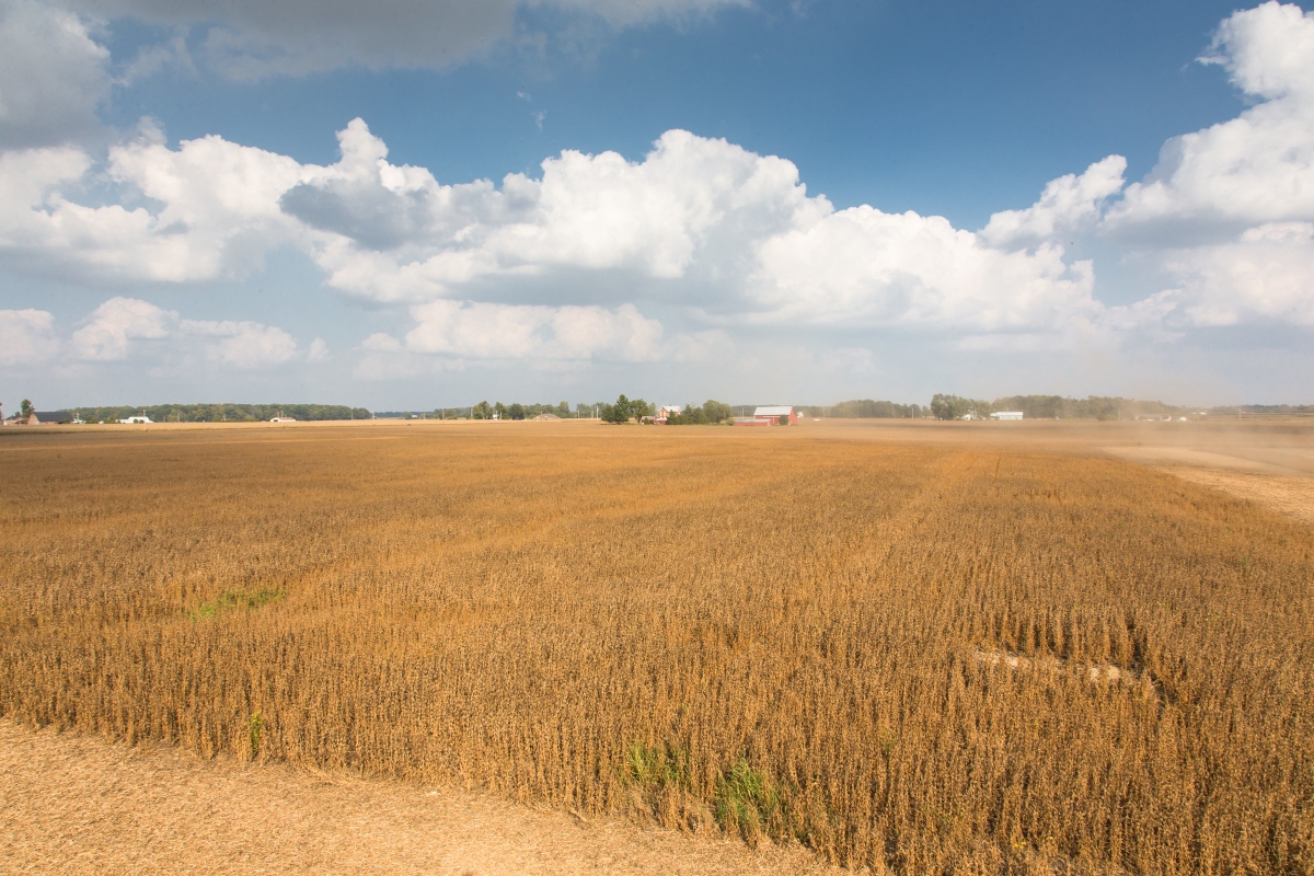 Golden hues sweep across the farm as the food-grade soybeans reach maturity. (Photo courtesy United Soybean Board)