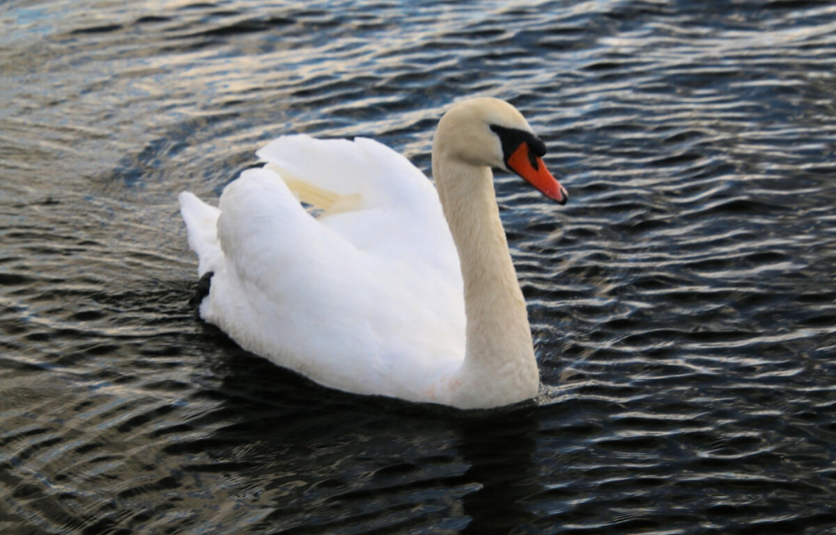 Mute swan swimming on dark rippling water, neck curved, orange beak with black facial patch.