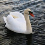 Mute swan swimming on dark rippling water, neck curved, orange beak with black facial patch.
